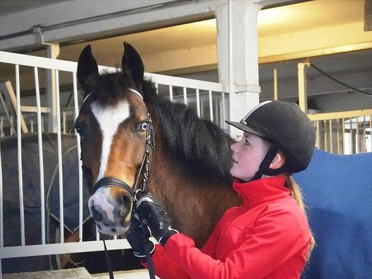 Tysk Sportspony Emira C [tidl. part] - Mivs<3 billede 4