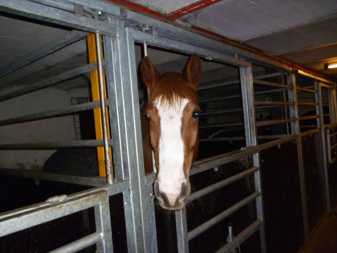 DSP Fie Engholm. billede 7