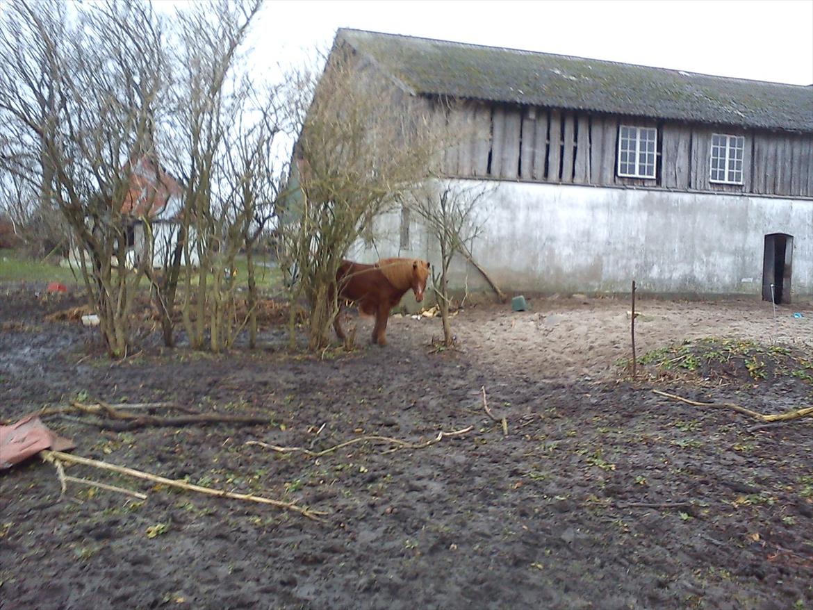 Islænder Tjalfe - Tjalfe står inde mellem træerne:D billede 1
