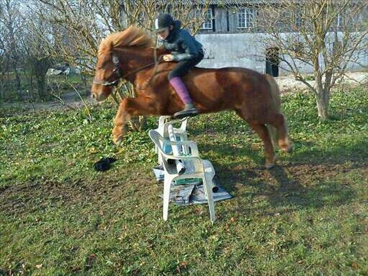 Islænder Tjalfe - Tjalfe springer! billede 2