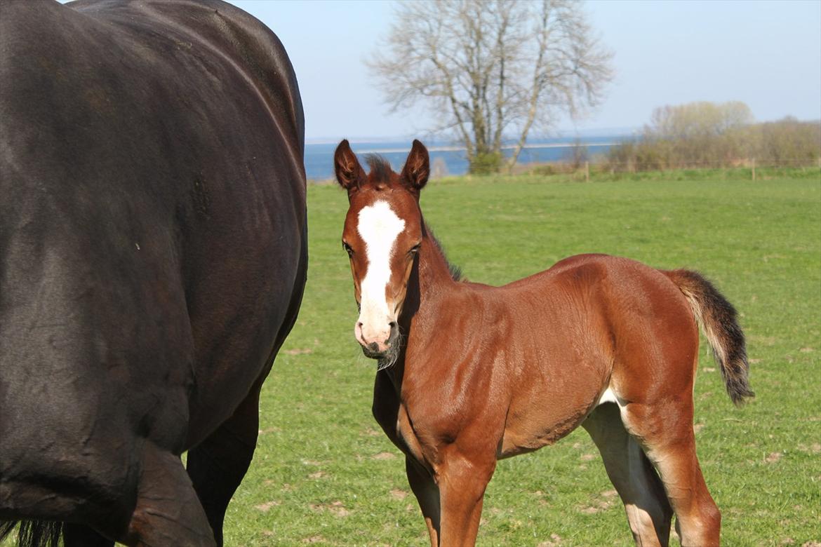 Dansk Varmblod Alby's Secret Sweetness billede 5