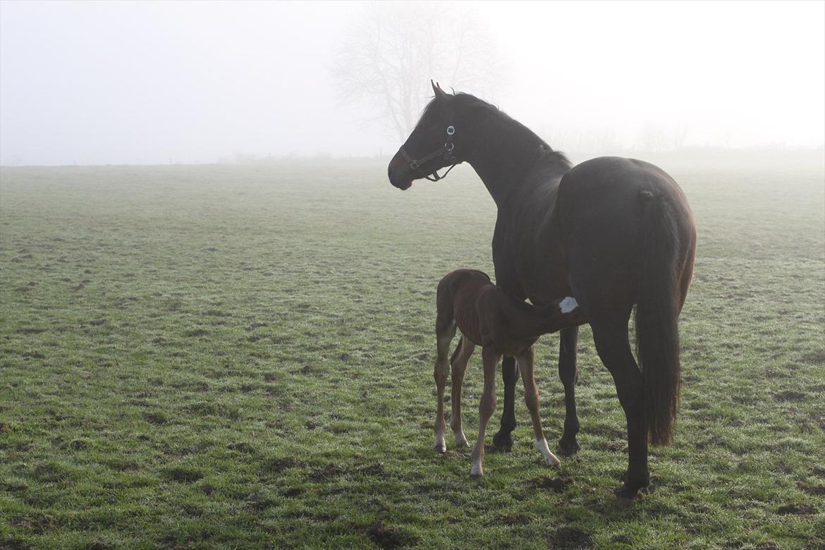 Dansk Varmblod Alby's Secret Sweetness billede 8