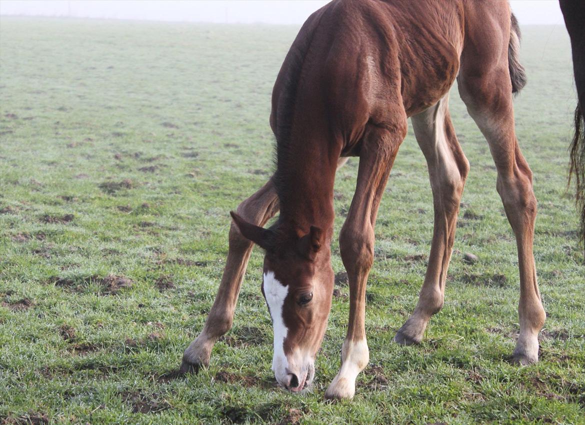 Dansk Varmblod Alby's Secret Sweetness billede 9