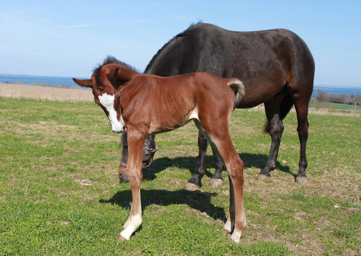 Dansk Varmblod Alby's Secret Sweetness billede 10