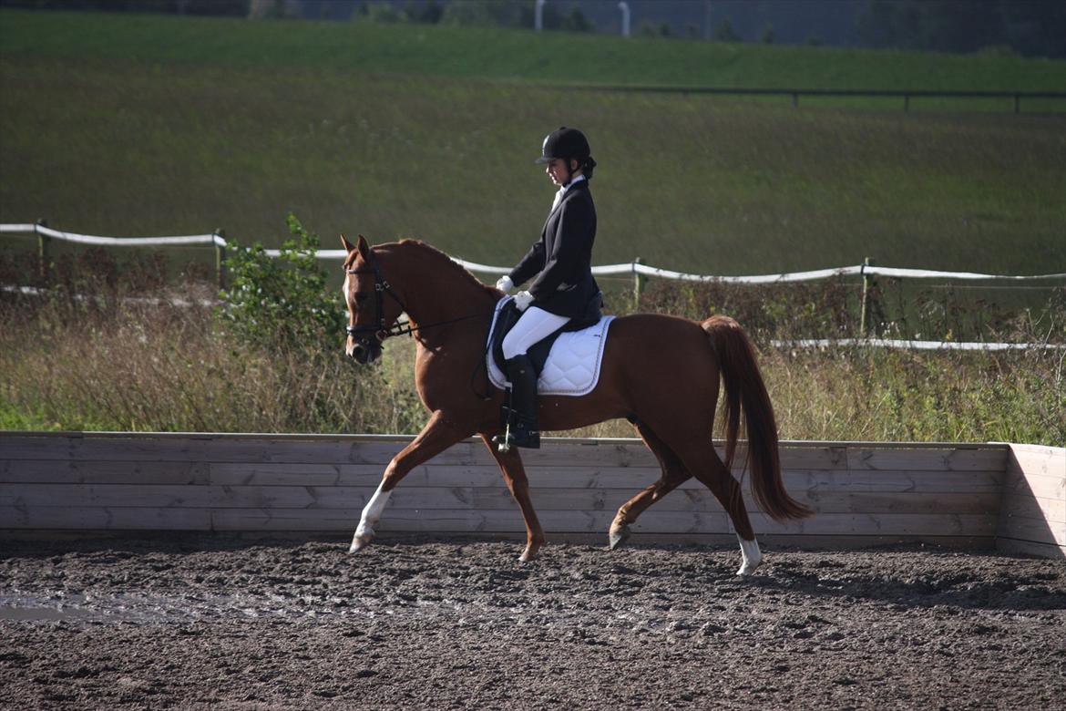 Arabisk fuldblod (OX) CA Dapoll - Stævne på HGS. 

Foto: Sofie Støjko.  billede 13