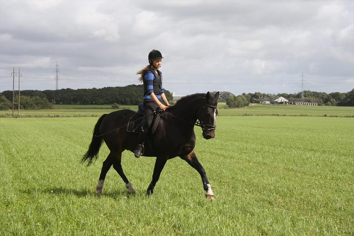 Anden særlig race Aavang's Lucas - ponyen kan trave <3  billede 5