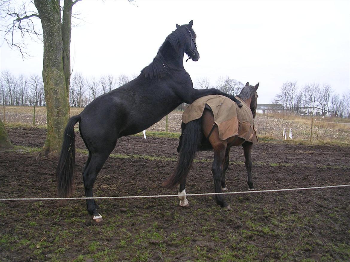 Dansk Varmblod Landianos-ø - Januar 2012 billede 11