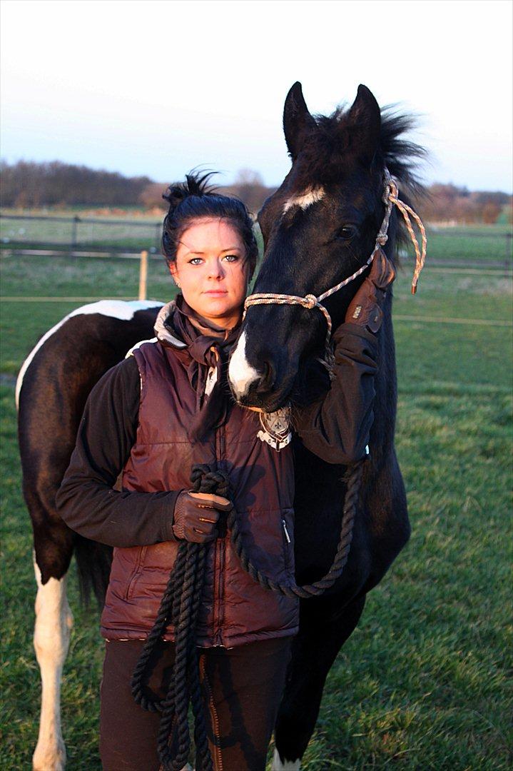 Tobiano Friesian ~Bentley~ af Bølå - Fotograf: Charlotte Petersen (Chafo.dk) billede 26