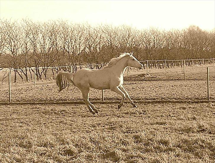 Palomino Klitgaards Yellow Stone billede 5