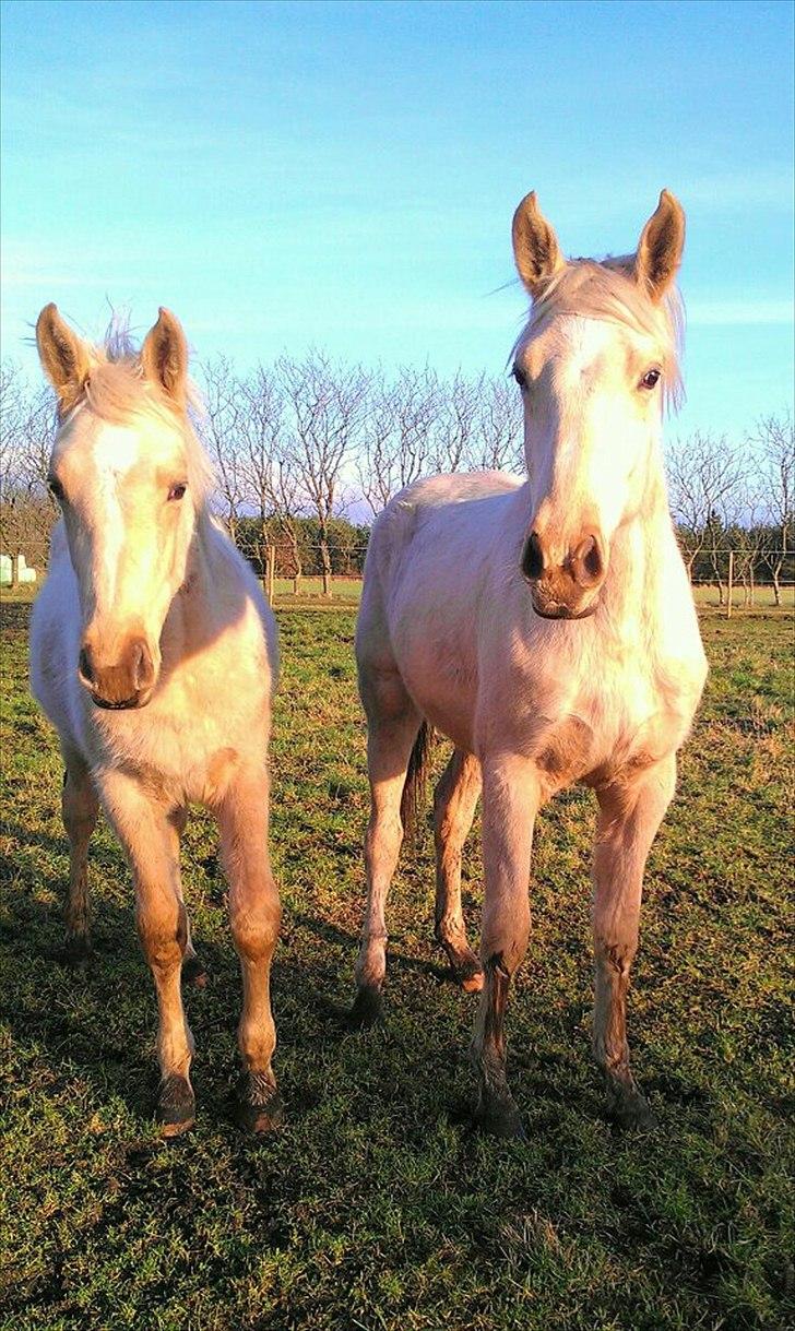 Palomino Klitgaards Yellow Stone billede 7