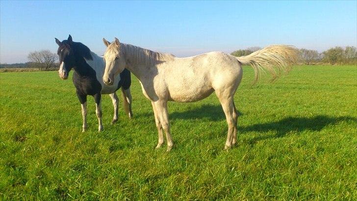 Palomino Klitgaards Yellow Stone billede 10