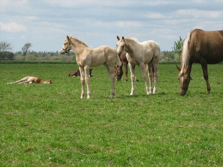Palomino Klitgaards Yellow Stone billede 11