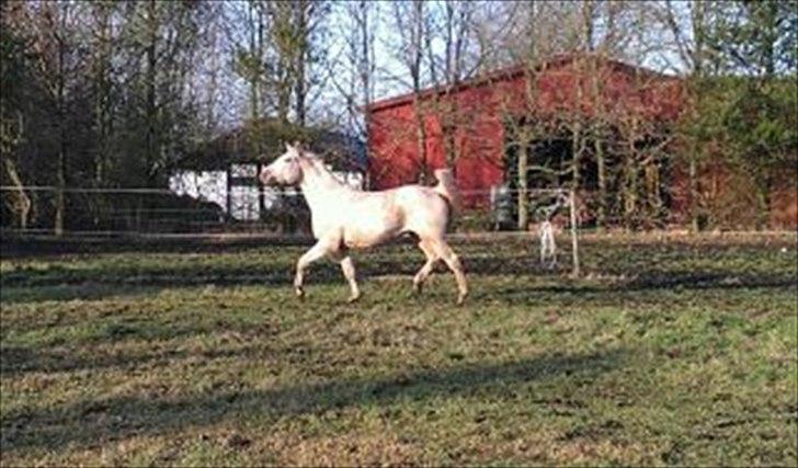 Palomino Klitgaards Yellow Stone billede 6