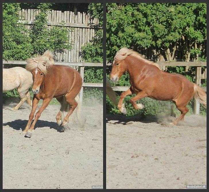 Islænder Ganti fra Glófaxa billede 12