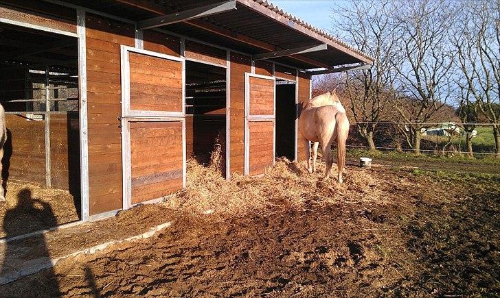 Palomino Klitgaards Yellow Stone billede 9