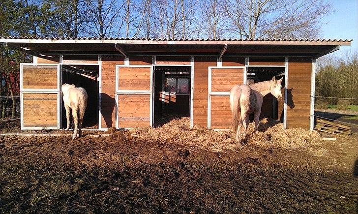 Palomino Klitgaards Yellow Stone billede 8