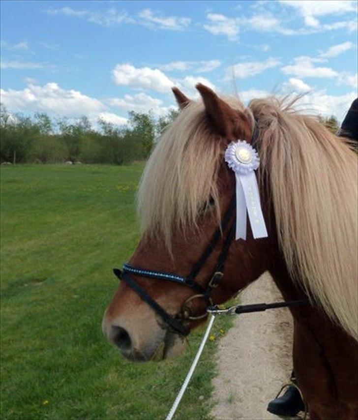 Islænder Ganti fra Glófaxa - There is a dime a dozen...
Then there is one in a million...
But baby, you are once in a lifetime.

Min anden helvdel!... billede 15