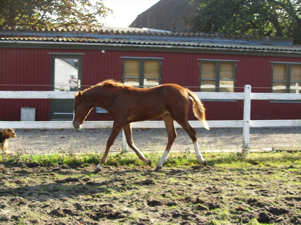 DSP Egelykkes Uno Perfetto billede 8