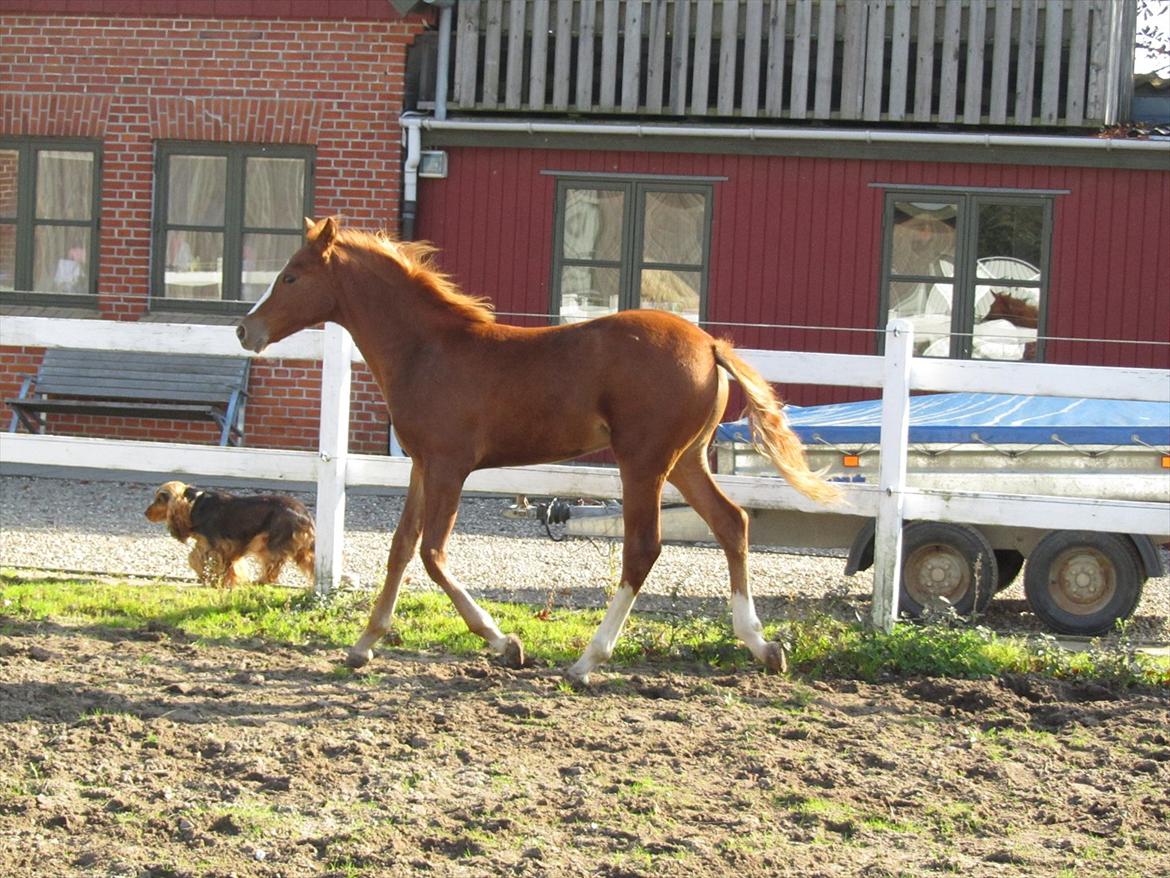 DSP Egelykkes Uno Perfetto billede 9