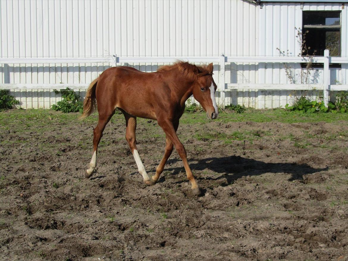 DSP Egelykkes Uno Perfetto billede 10