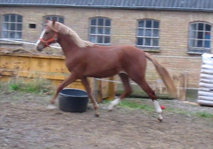 DSP Egelykkes Uno Perfetto billede 11