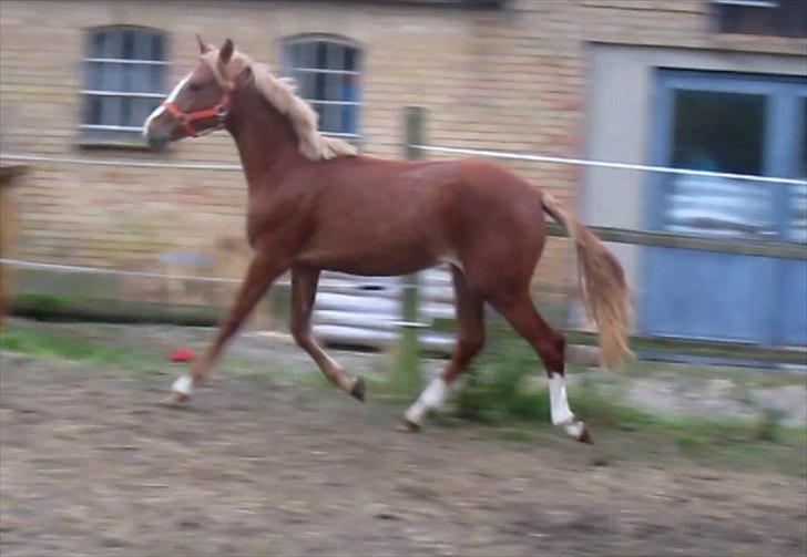 DSP Egelykkes Uno Perfetto billede 12