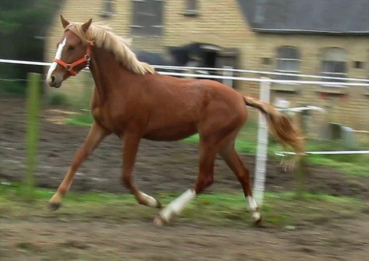 DSP Egelykkes Uno Perfetto billede 13