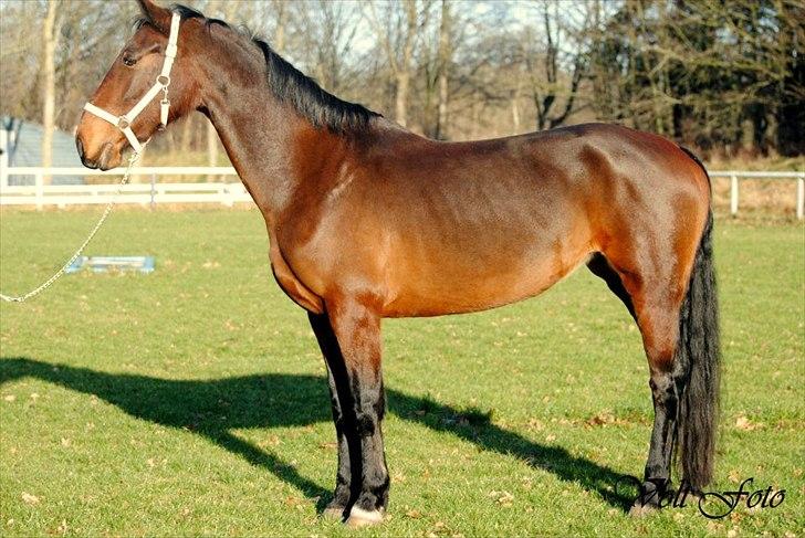 Hollandsk Varmblod KWPN † Cea † - 15) opstillings billede :) <3 
billedet er taget af sara volt billede 5