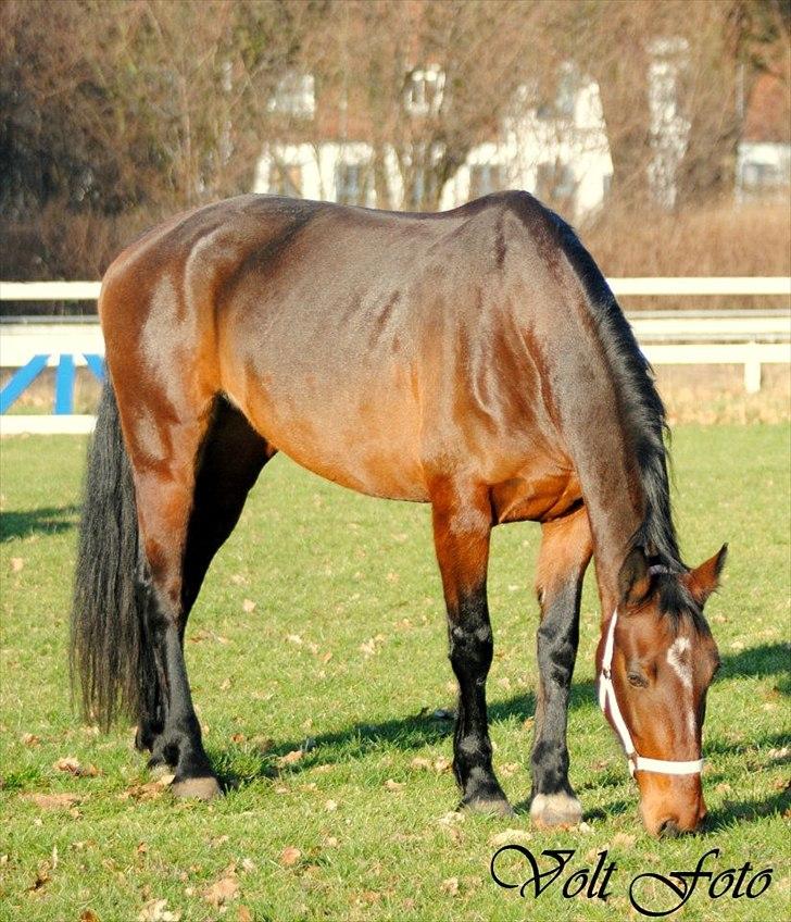 Hollandsk Varmblod KWPN † Cea † - 16 ) så tager hun lige lidt græs :)
billedet er taget af sara volt billede 2