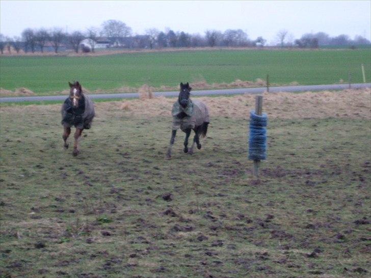 Anden særlig race Lucky - Part R.I.P - Lucky og ramse billede 2