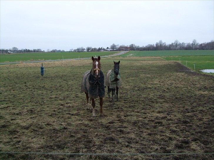 Anden særlig race Lucky - Part R.I.P billede 5