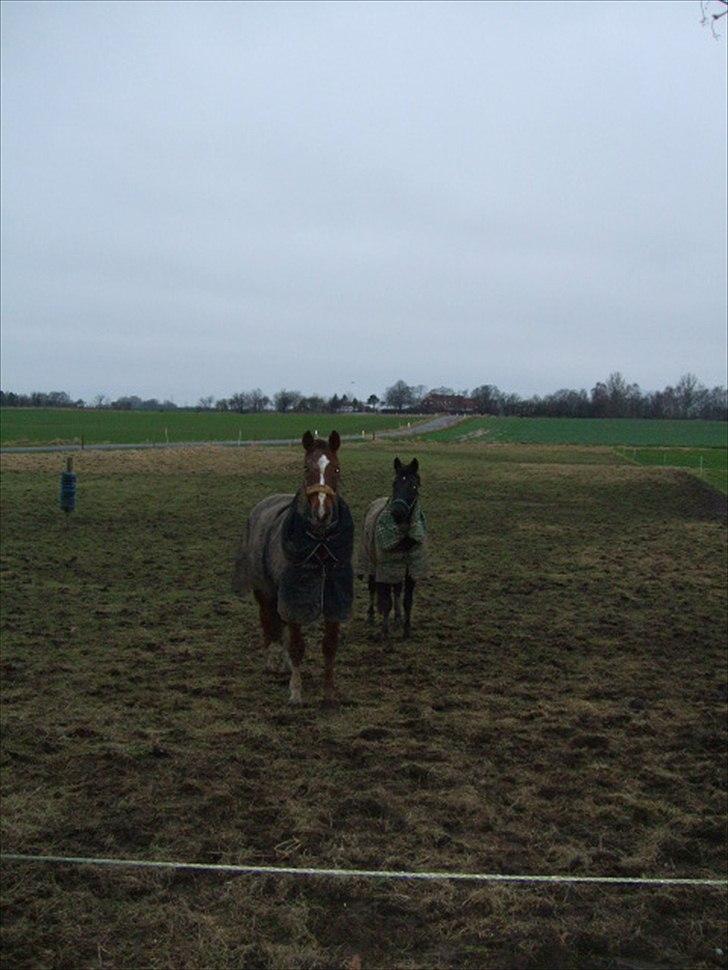 Anden særlig race Lucky - Part R.I.P billede 6