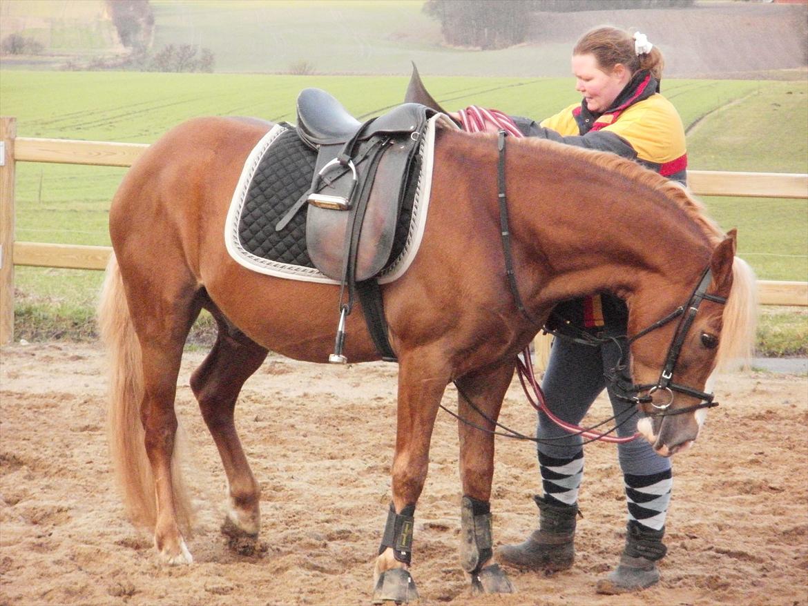 Anden særlig race Engbæks Dessert Dawn *Solgt* - Får spændt gjord... januar 2012 billede 16