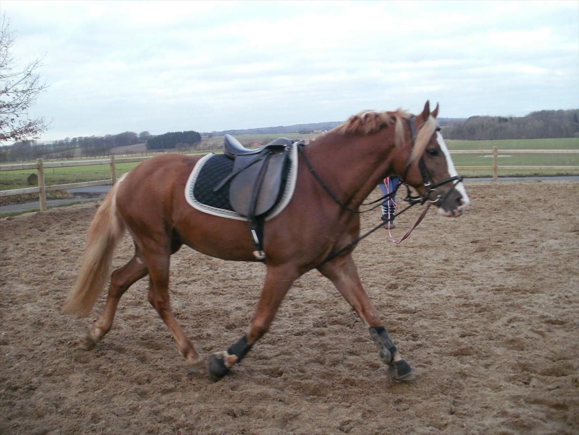 Anden særlig race Engbæks Dessert Dawn *Solgt* - I longe januar 2012 billede 17