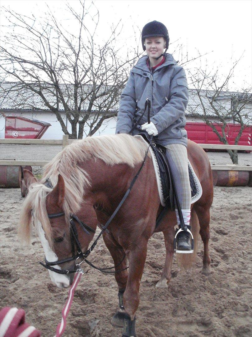 Anden særlig race Engbæks Dessert Dawn *Solgt* - Prinsen med rytter for 3. gang! billede 18