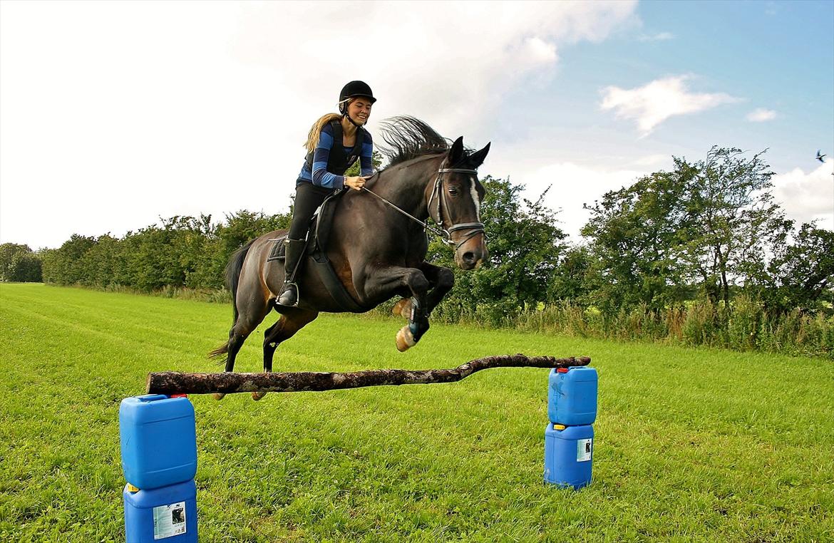 Anden særlig race Aavang's Lucas - Vi springer 90cm. Dygtige pony <3 billede 8