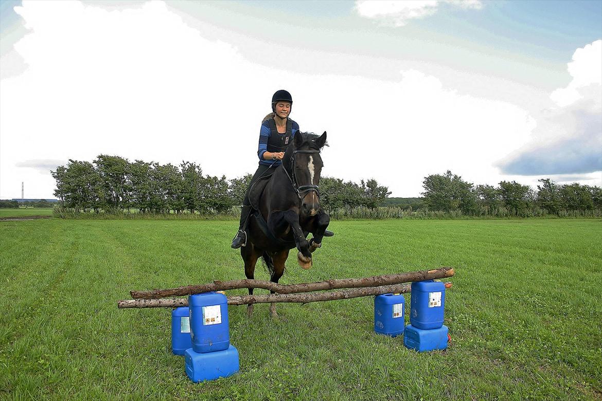 Anden særlig race Aavang's Lucas - Ingen kan alt. Alle kan noget, sammen kan vi mere. billede 9