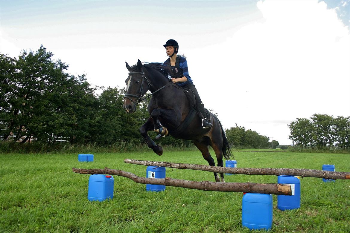 Anden særlig race Aavang's Lucas billede 10