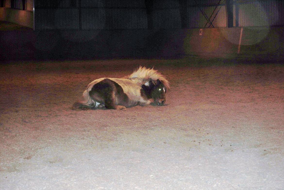 Shetlænder Fischer billede 10