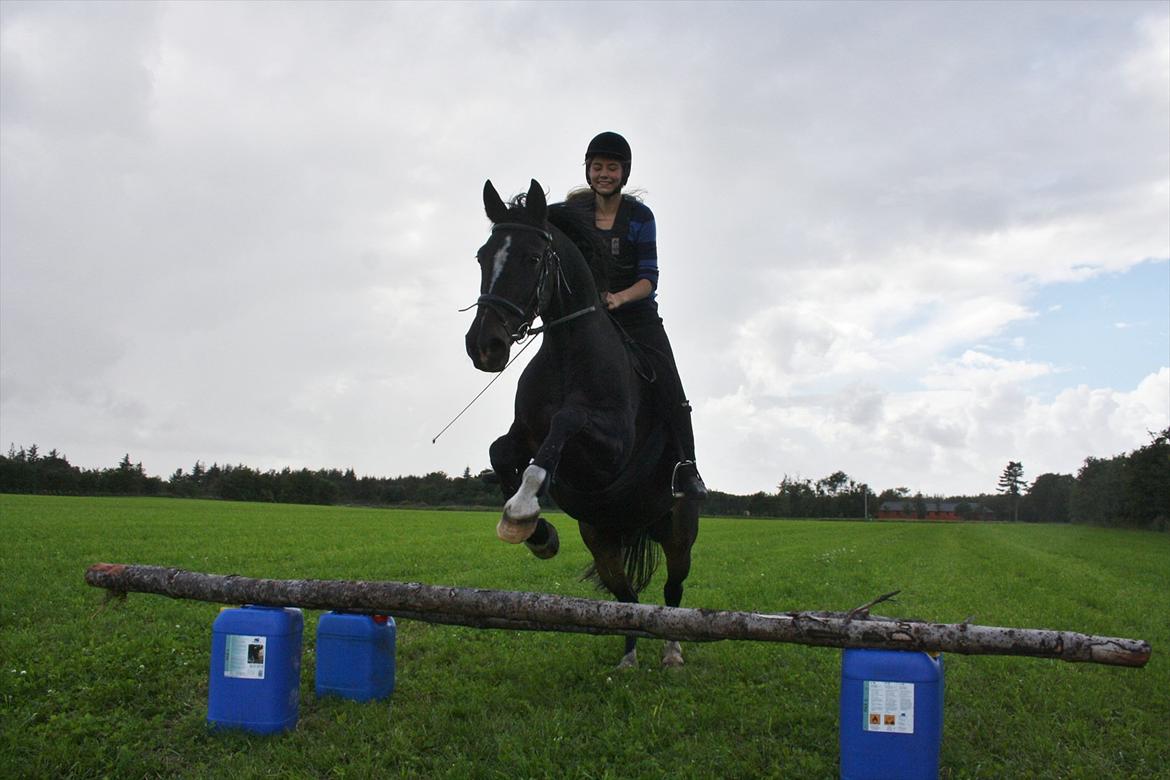 Anden særlig race Aavang's Lucas billede 11