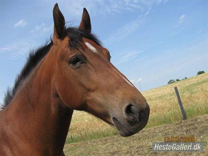 Oldenborg Complete billede 4