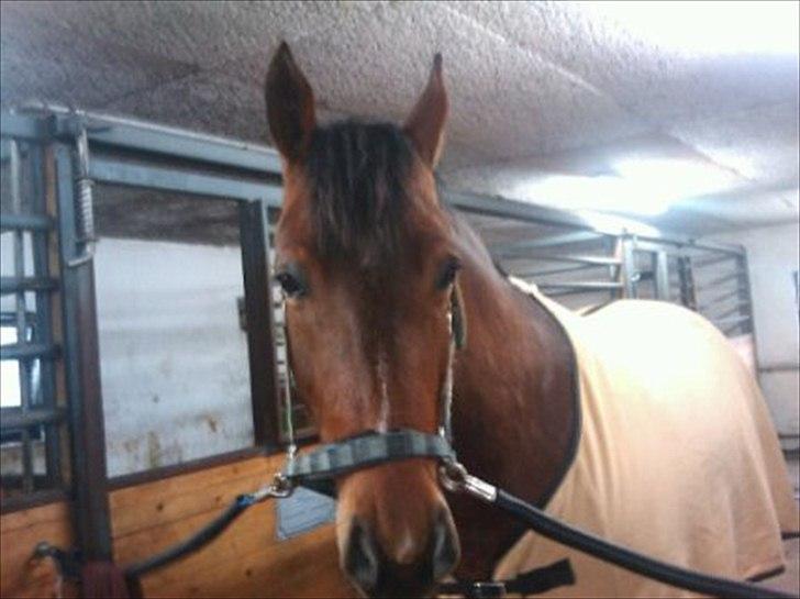 Oldenborg Complete billede 5