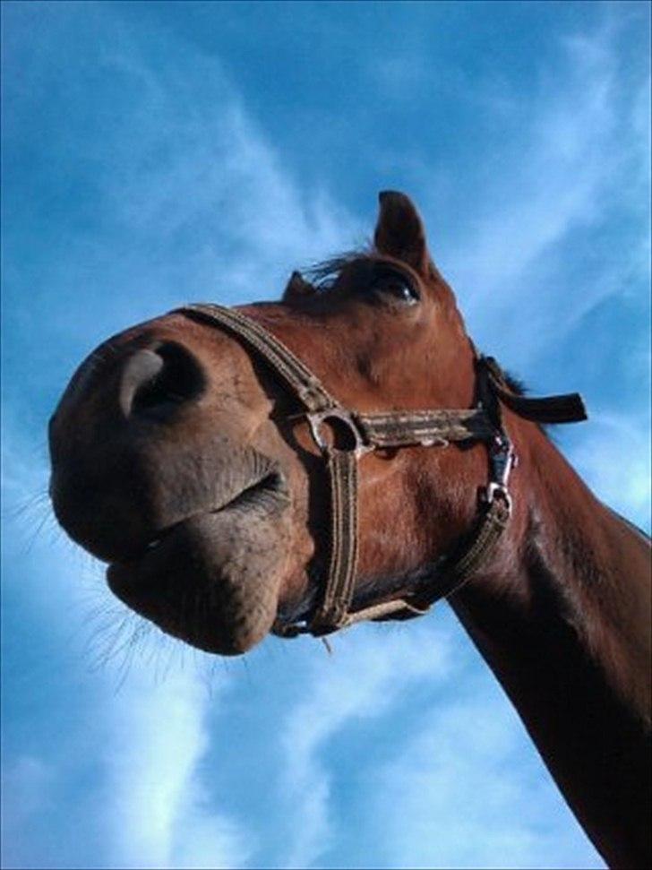 Oldenborg Complete billede 6