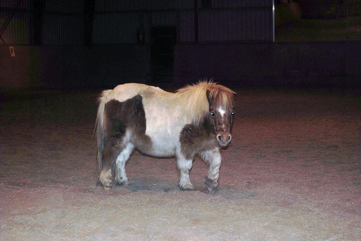 Shetlænder Fischer billede 12