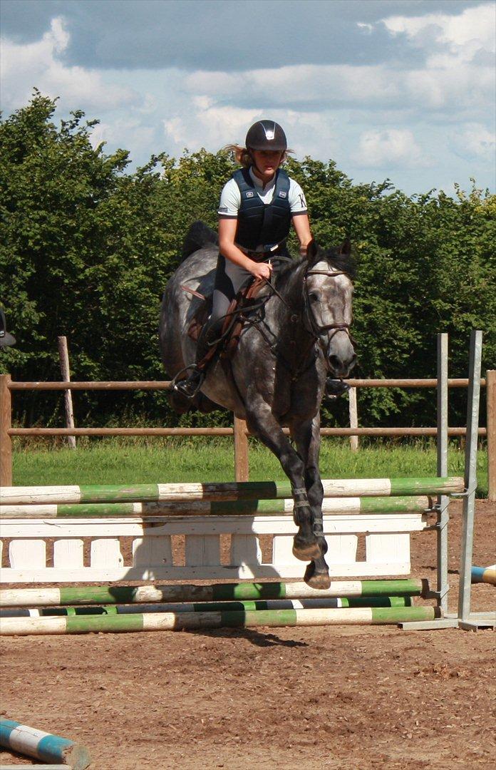 Hollandsk Varmblod Balthazar - Da jeg prøvede lille B ;-) de bagben der! billede 13