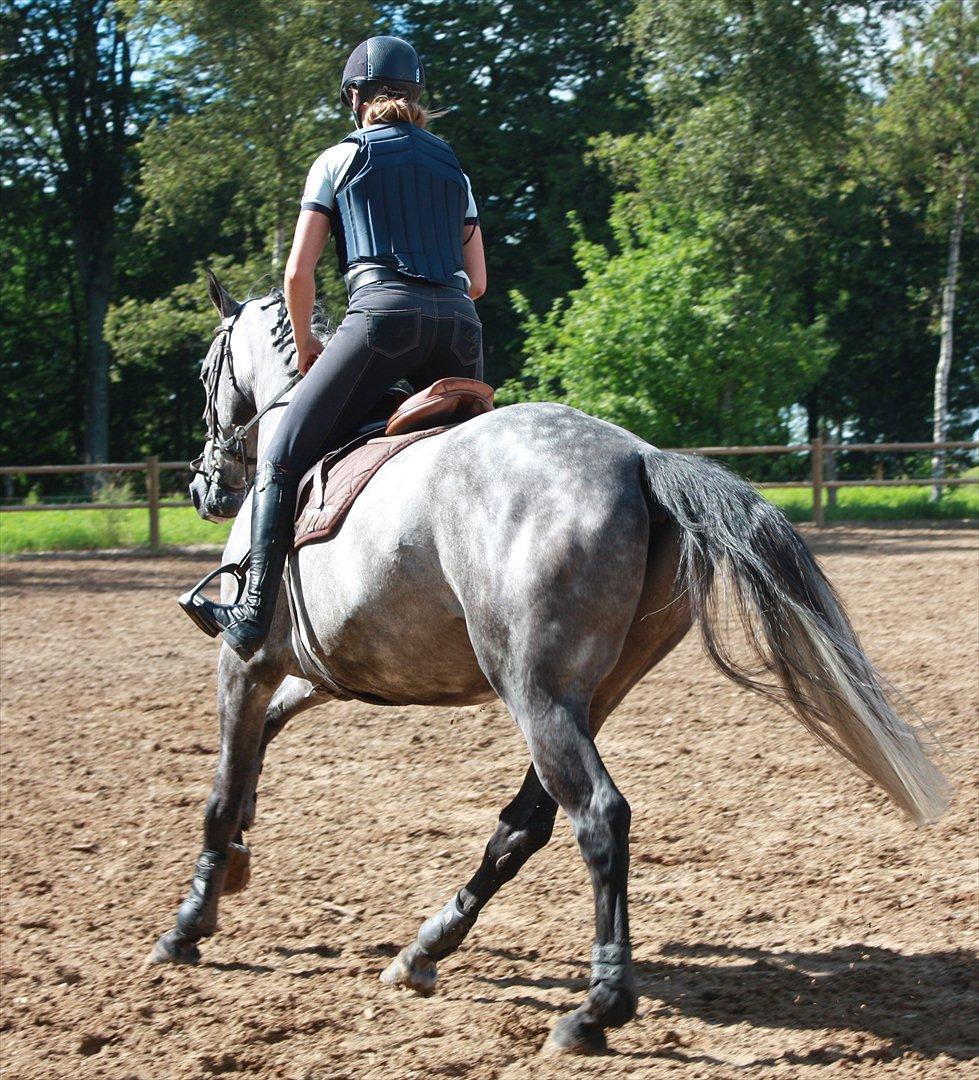 Hollandsk Varmblod Balthazar - Da jeg prøvede lille B :-)  billede 14