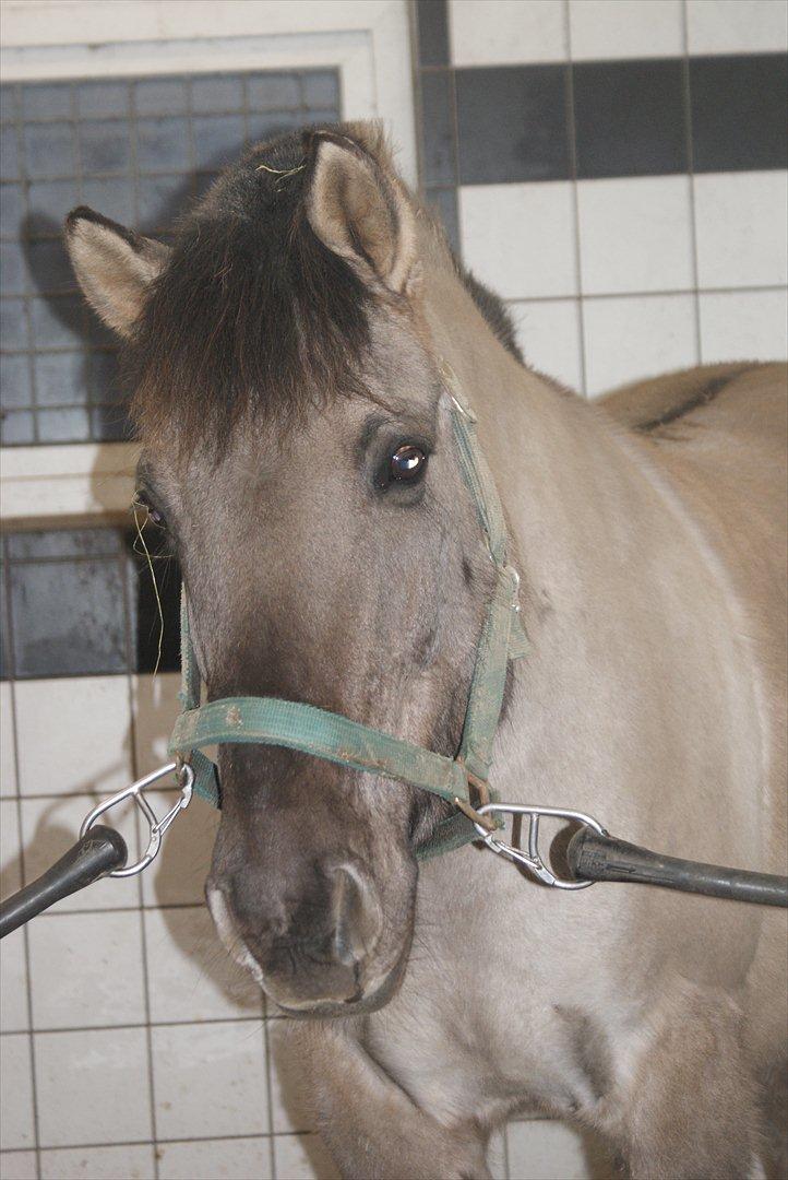 Anden særlig race CARAMBA - velkommen til carambas profil<3
elsker dig basse billede 1