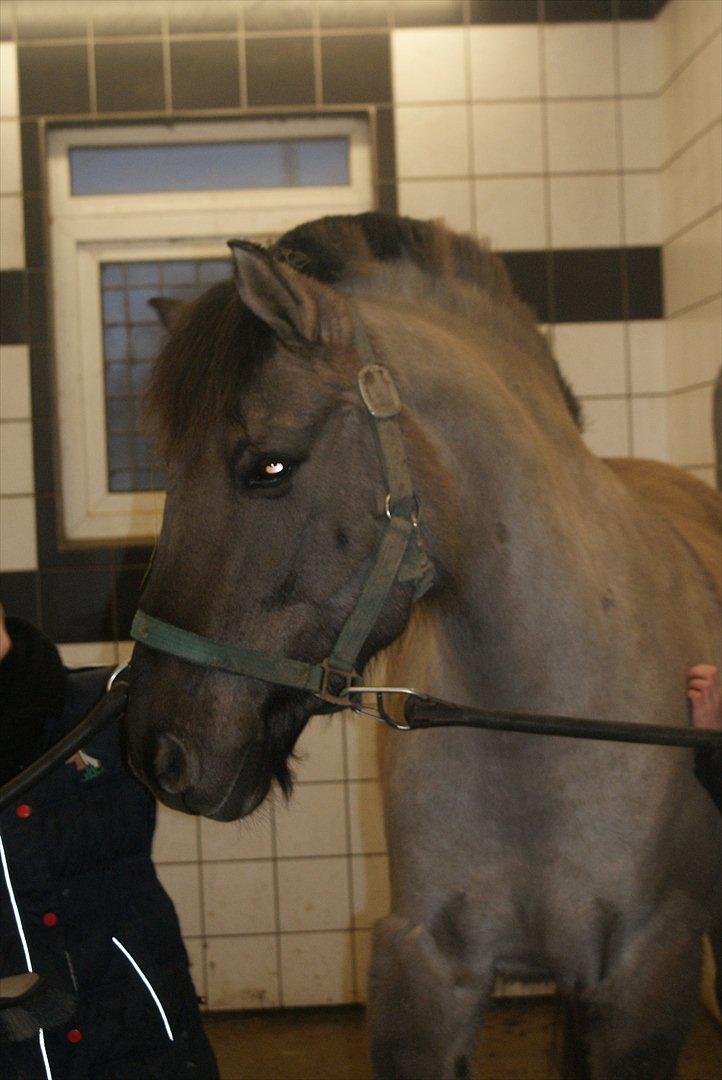 Anden særlig race CARAMBA billede 2