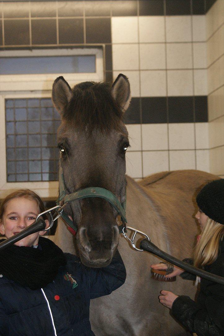 Anden særlig race CARAMBA billede 3