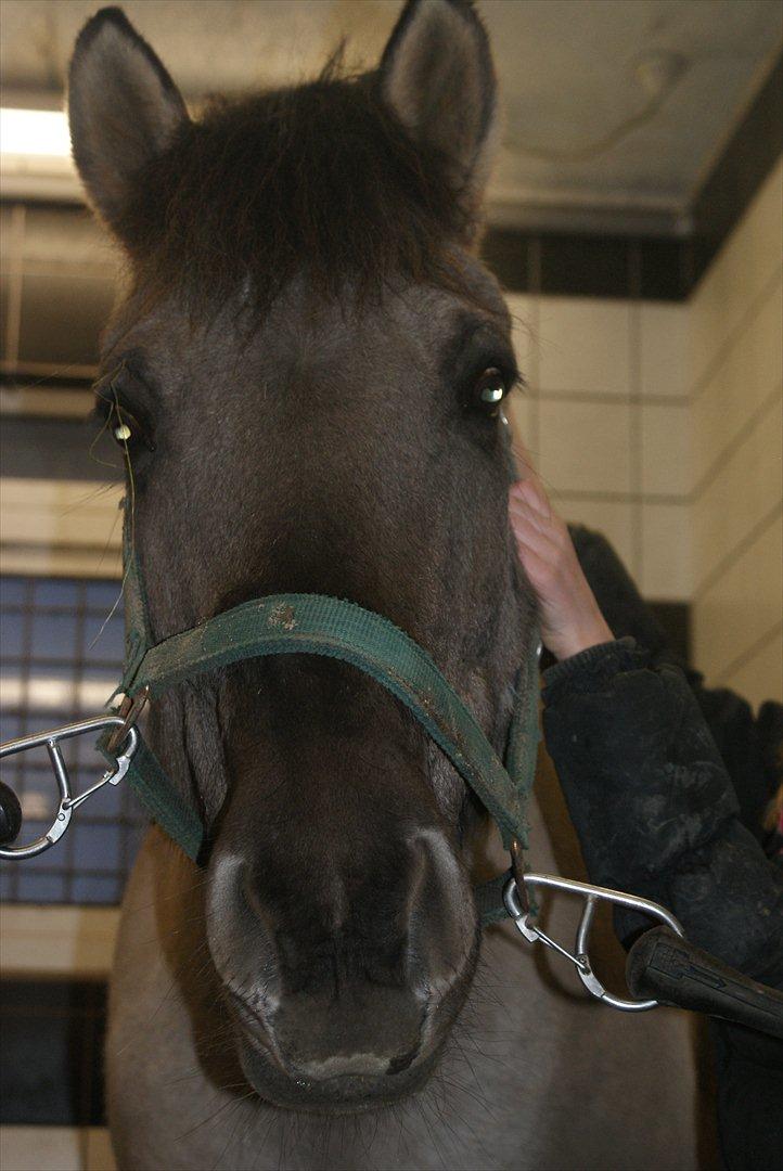 Anden særlig race CARAMBA - du skøn<3 billede 5